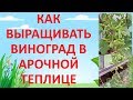 ШПАЛЕРА ДЛЯ ВИНОГРАДА В ТЕПЛИЦЕ. Как выращивать виноград в теплице.