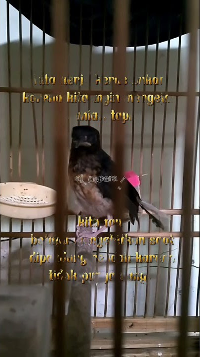 story wa keren murai batu #shorts #tiktok #storywa