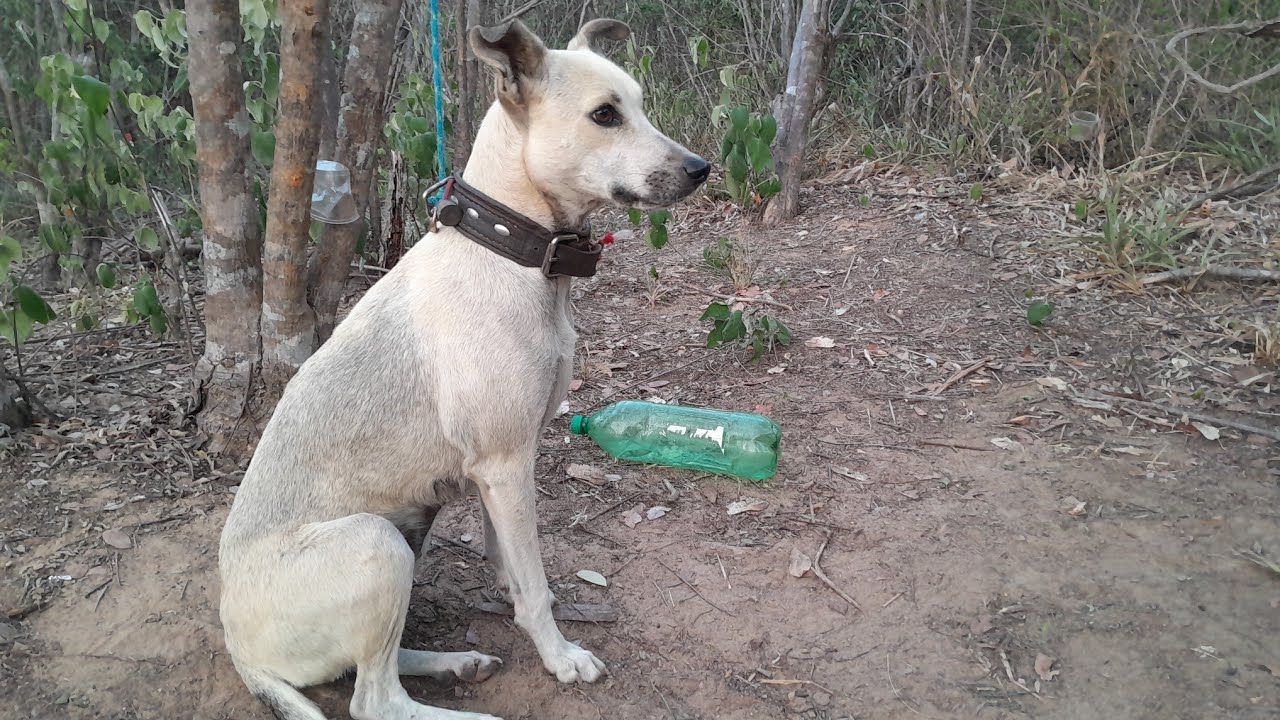 CAÇADA DE TATU NA LUA CLARA 🐕🌵🔦