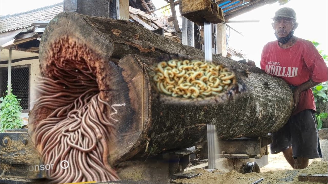 A trembesi wood sawmill that is rumored to be inhabited by creepy ...
