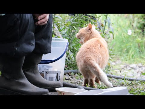 茶野良猫のおしょくじ　201126