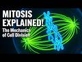 The Cell Cycle Explained: Mitosis, Meiosis, & Cancer Regulation
