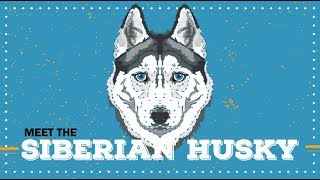 ckc siberian husky