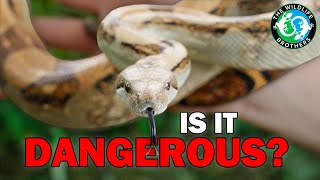 Are Boa Constrictors DANGEROUS? We Tested It.