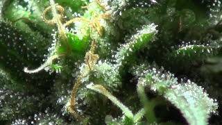 UK Cheese Cannabis