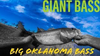 Catching Donkey's In (Broken Arrow,OK) Big Oklahoma Bass!