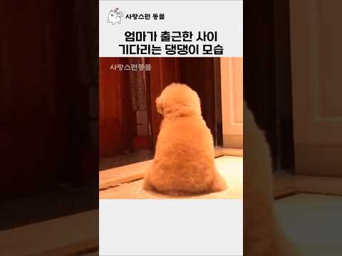 엄마가 출근한 사이 애처롭게 기다리는 댕댕이 thumbnail