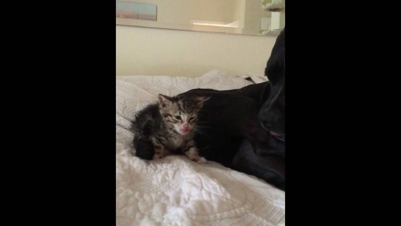 Rescue Kitten Getting a Bath from Rescue Dog Mama YouTube