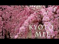 【Plum blossoms】 Weeping plum-trees are in full blossom at Kyoto and Mie 2021.  #城南宮 #結城神社 #北野天満宮 #4K