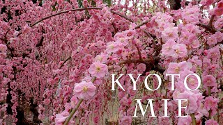 【Plum blossoms】 Weeping plum-trees are in full blossom at Kyoto and Mie 2021.  #城南宮 #結城神社 #北野天満宮 #4K