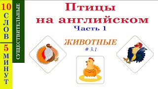 Птицы на английском. Часть 1 - Учим название домашних птиц на английском языке