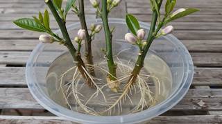 Best technique for rooting any branch 100%  with only 1 ingredient (2)