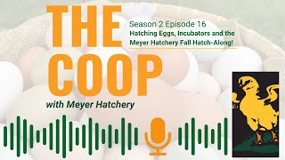 Hatching Eggs, Incubators, and the Meyer Hatchery Fall Hatch-Along! - The Coop Podcast S2, Ep. 16