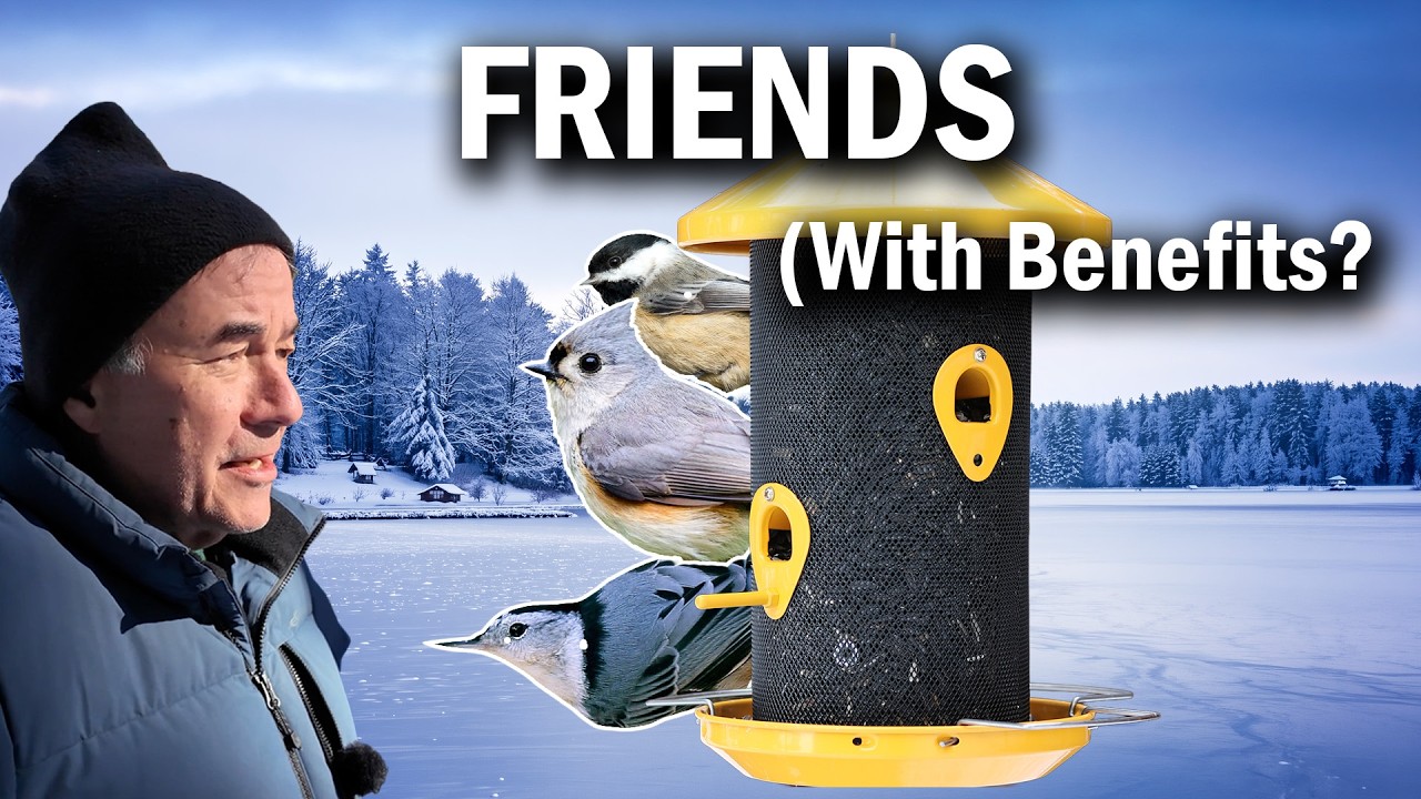 Backyard Birdfeeders - This Is What's REALLY going on.