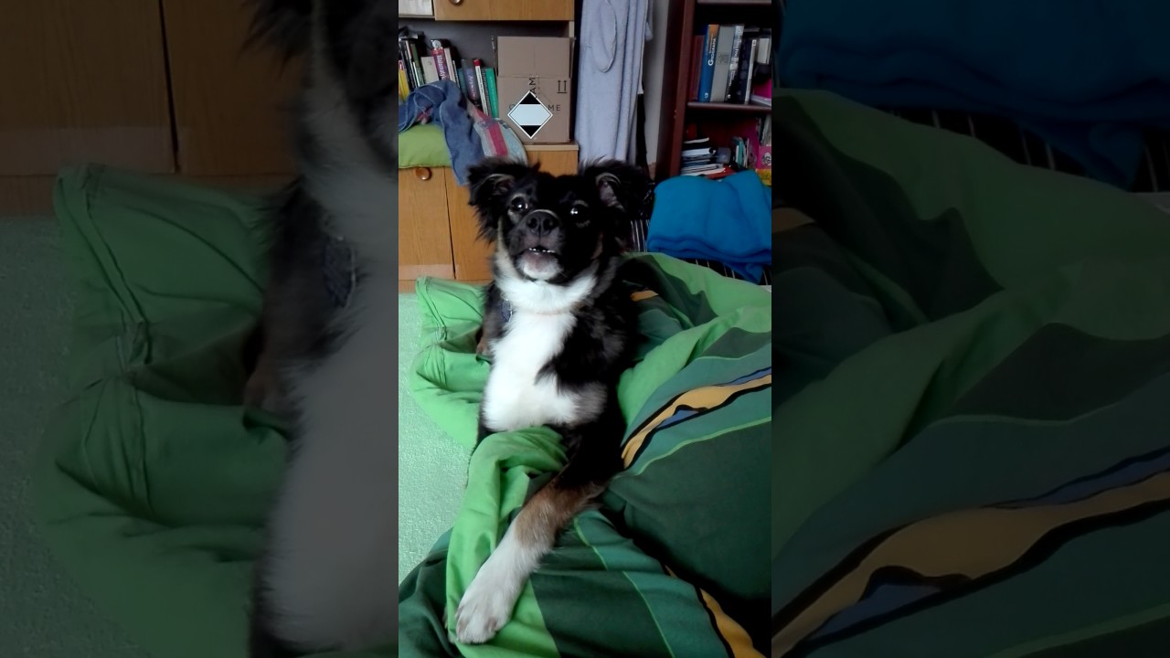 My sweet dog on the bed. She barking at me. YouTube
