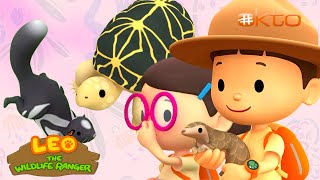 On GUARD! 🛡️ These animals can DEFEND themselves! 🐢🦨 | Leo the Wildlife Ranger | @mediacorpokto