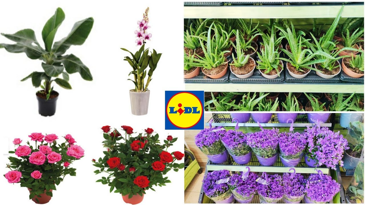 Lidl Plantes Et Fleurs Cette Semaine