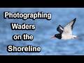 Photographing Waders on the shoreline at RSPB Titchwell in Norfolk using the OM1mkII