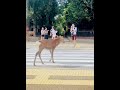 The deer in Nara🇯🇵.Grace and strength combined .Majestic beings of the wild🤩