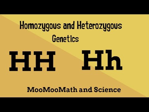 Video: Er homozygot og heterozygot det samme?