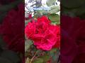 Nature ka magic🌹Mere Garden ke laal Gulab #flowers #garden #greenplant