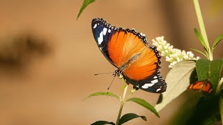 Wild Uganda - Entebbe