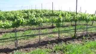 Information Santa Barbara Vintners Festival 2014 News