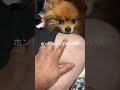 チップの鼻ボタン