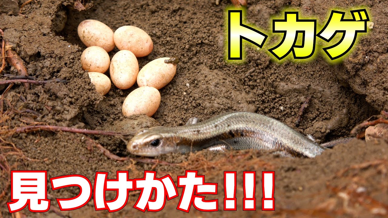 簡単にトカゲを見つける方法