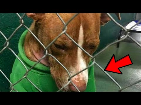 Video: Koera kaelarihmade üllatav oht