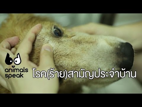 Animals Speak [by Mahidol] โรค (ร้าย) สามัญประจำบ้าน