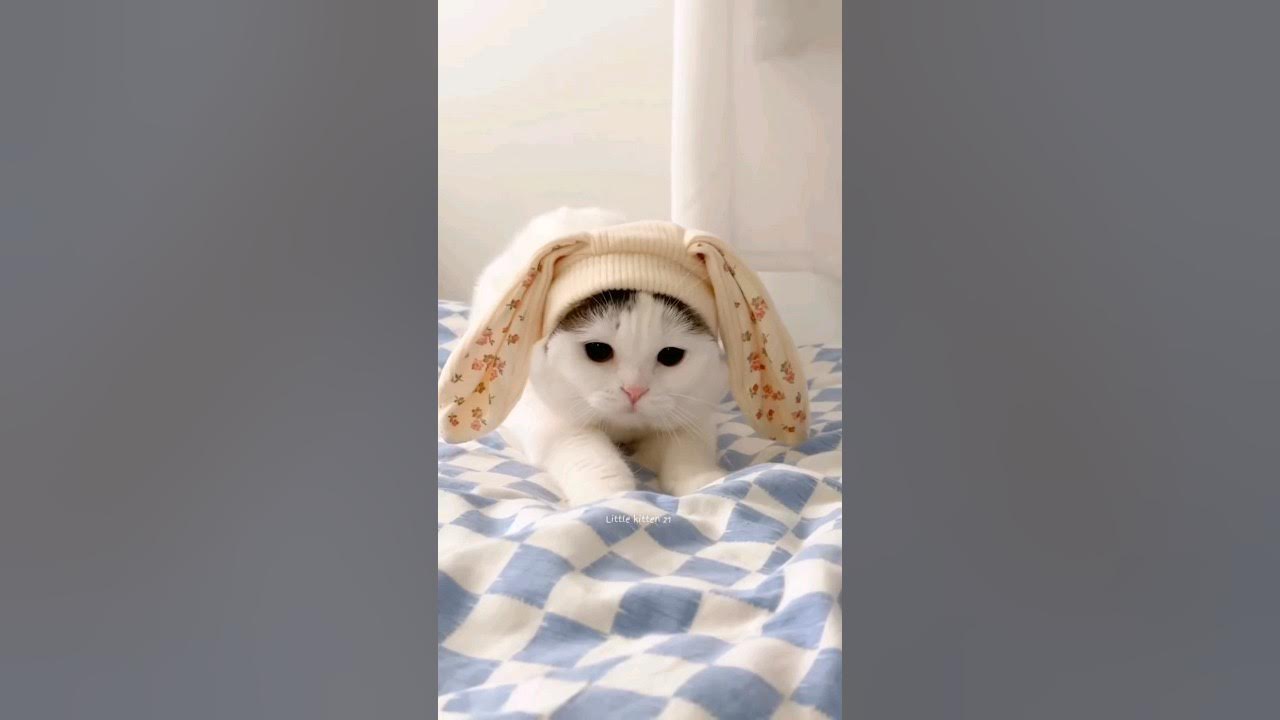 happy happy cat ππΊ happy happy cat ππΊ