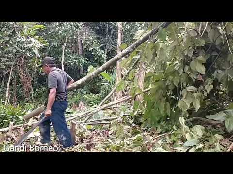 Cara Membersihkan Kebun Yang Menjadi Semak Belukar