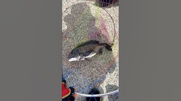 Cá tráp hanh tại cảng OSAKA Nhật Bản #fishing #câucágiảitrí #caucathugian