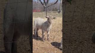 Fresh genes #lambs #replacementewes #welcome #familyfarm #regenerativeag