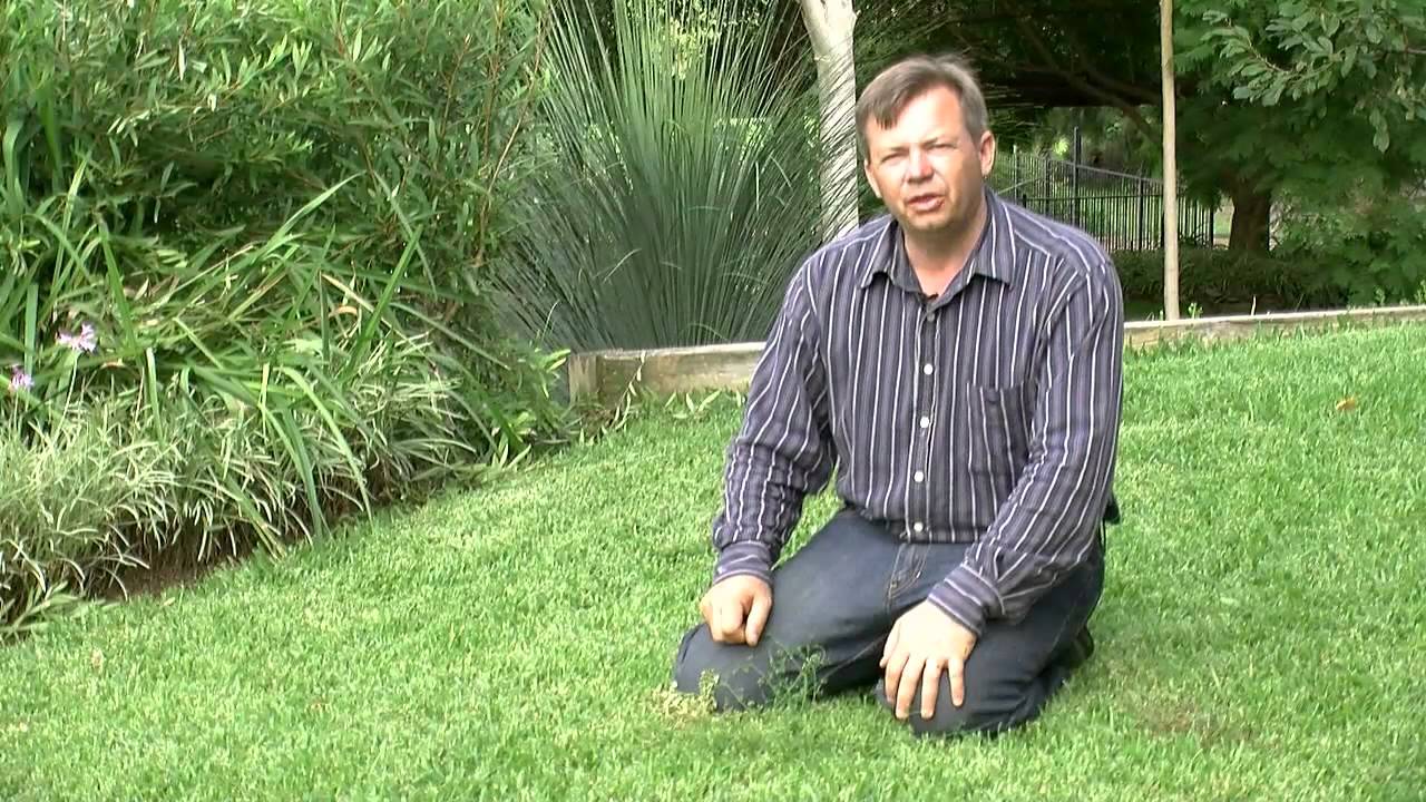 Killing And Keeping Weeds Out Of Your Lawn Youtube