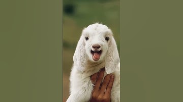 Meeeeh Sheeps #sheep #sound #shorts #youtubeshort#
