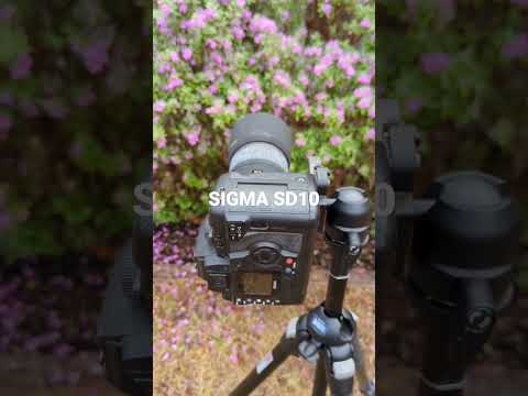 I've never seen a viewfinder like this before... Sigma SD10 Foveon DSLR