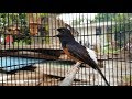 Ocehan Santai Murai Batu Jadikan Murai Lain Nyaut Gacor Bagus Untuk Pastol Dan Muda Hutan Mp3 - Mp4 Download