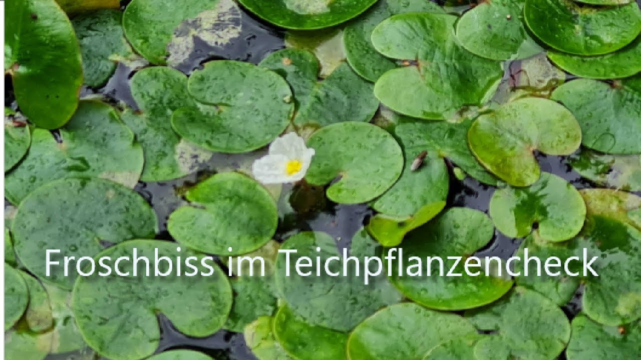 Froschbiss Hydrocharis morus ranae im Teichpflanzencheck YouTube