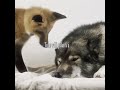 𝙵𝚘𝚛 𝚃𝚑𝚎 𝙻𝚊𝚜𝚝 𝚝𝚒𝚖𝚎... ⏤͟͟͞͞✰ || tags- #fox #music #wolf #porquetevas