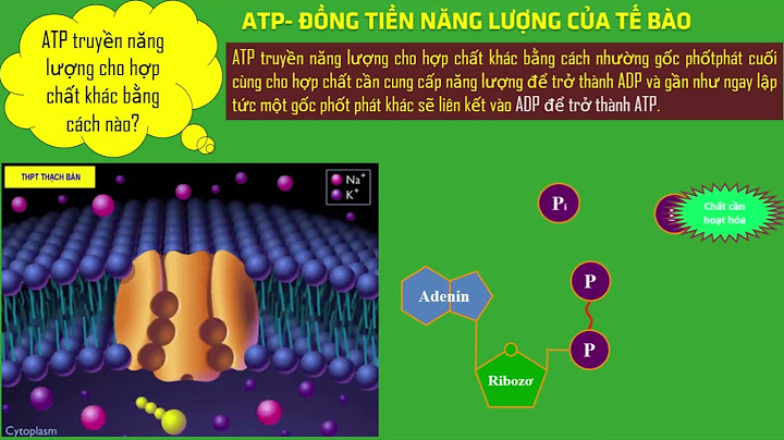 Atp là gì trong sinh học