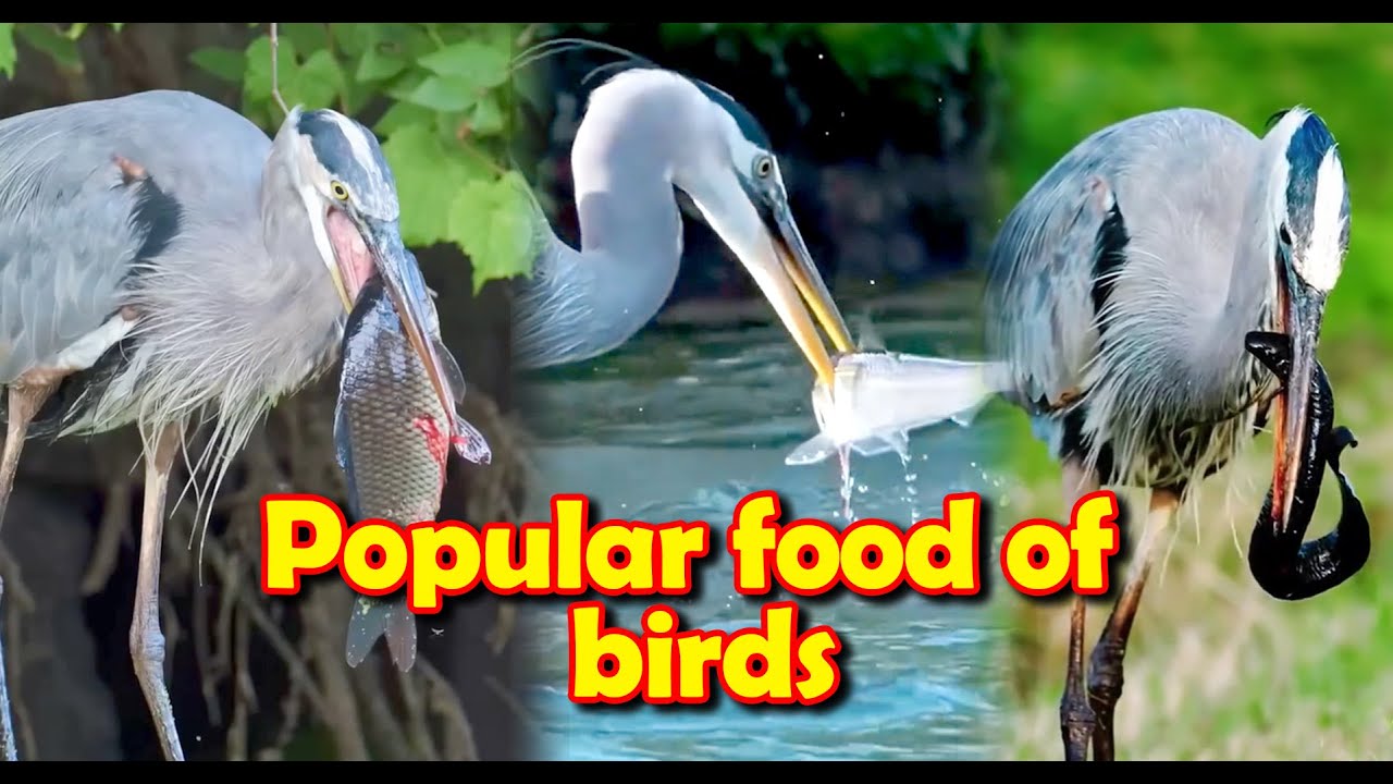 Birds catch fish for food