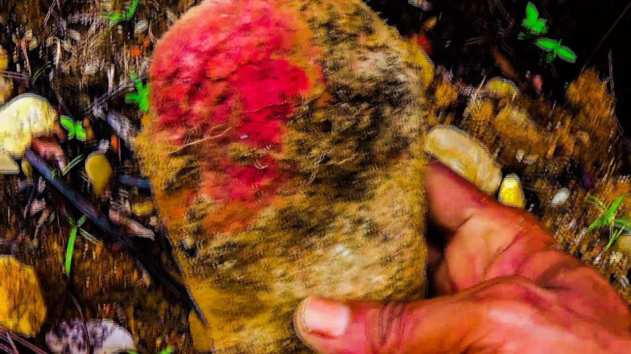 Baru Saja Menemukan Batu Ruby Terbaik Di Hutan !!