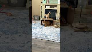 Peanut & Bread — Part 2