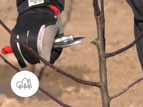 Video: Genint Medžius Ir Krūmus, Padarytos Klaidos