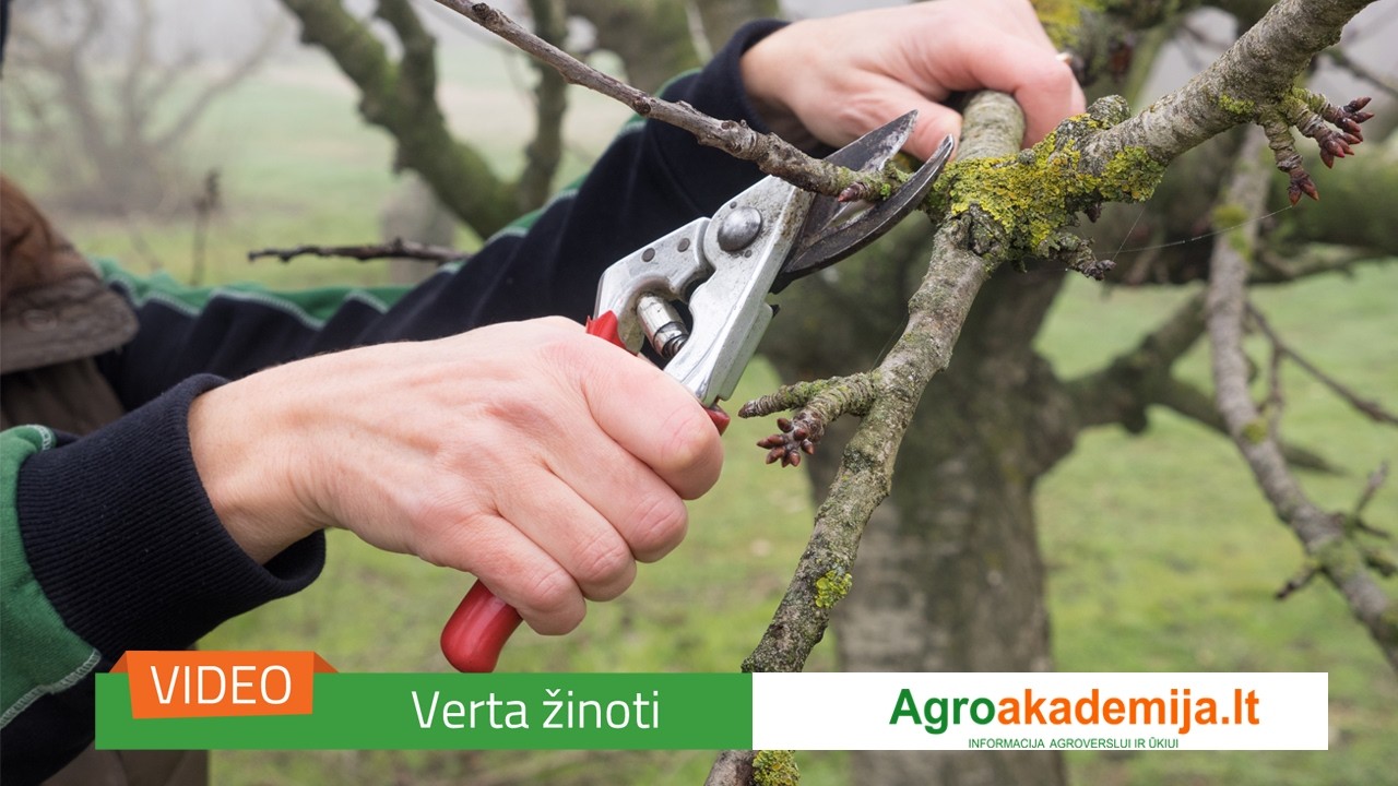 Pažiūrėk ir išmok: jaunų obelaičių genėjimas