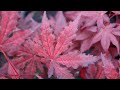 Acer palmatum 'Dark Knight' Japanese Maple by Talon Buchholz