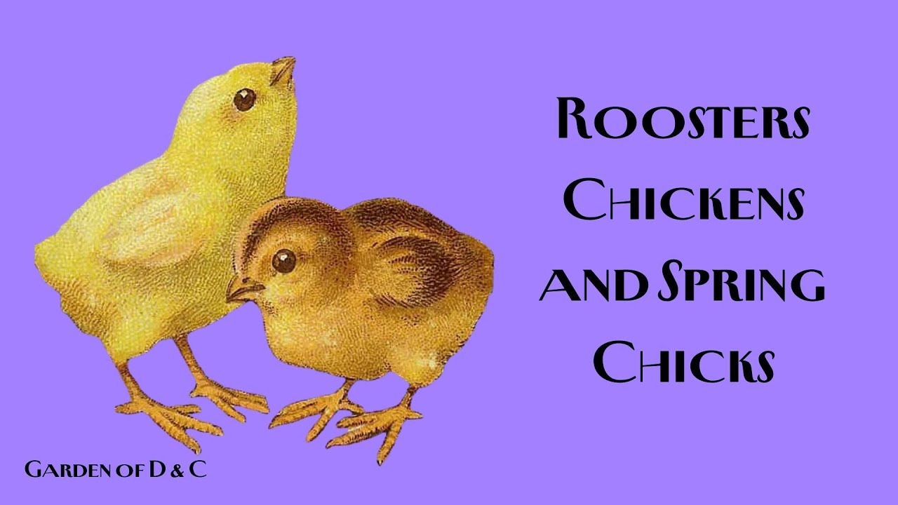 Roosters Chicken and Spring Chicks Art Illustration Garden of D & C Springtime Happy Easter Fowl Fun