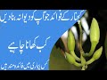    kachnar ke fayde fawaid  kachnar benefits in urdu   